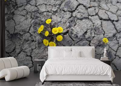   Flower mother and stepmother grows in the desert Wall mural